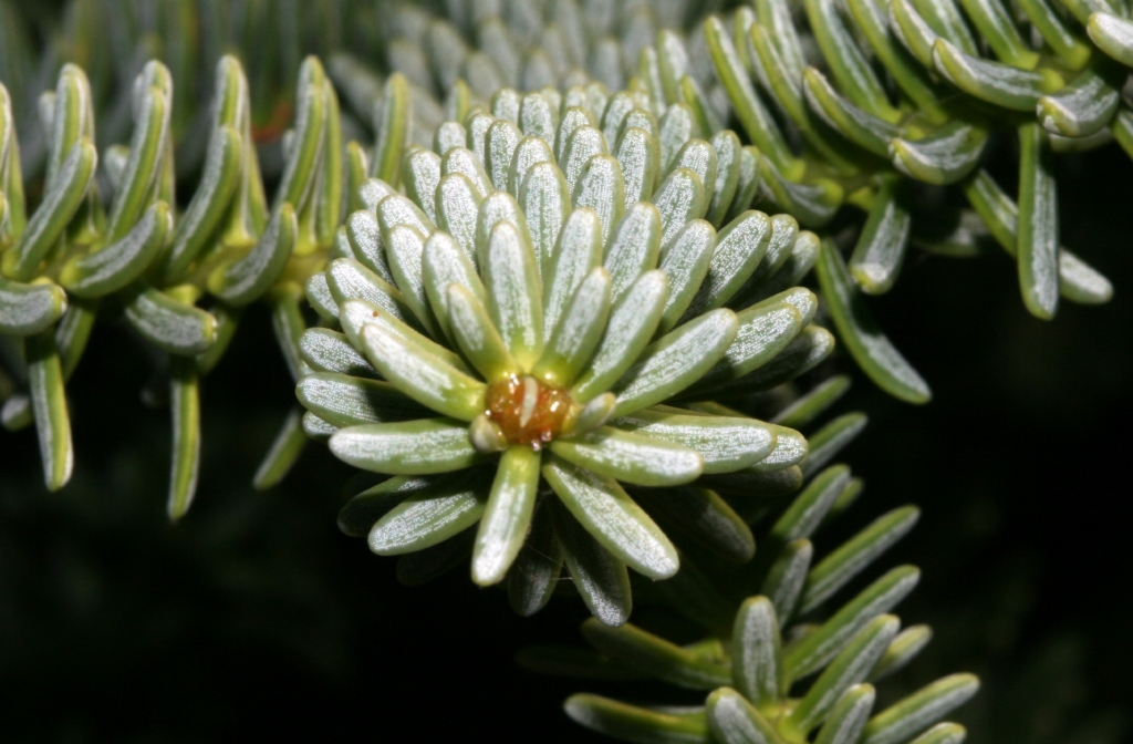 IMG 7623 Pinsapo